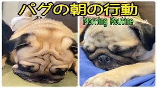 【パグ/Vlog】うちのPugの朝はこんな感じ、みなさんはどんな感じでちか？#犬 #dog