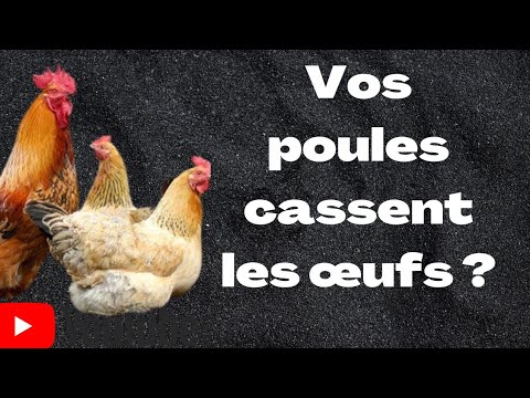 , title : 'Voici Pourquoi les Poules cassent les œufs !!'