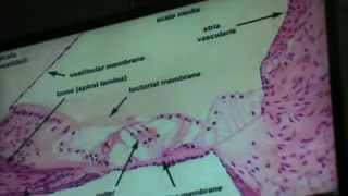 Dr Gehan Datashow Ear 27-4-2014