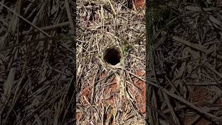 Download lagu The feeling when you find a burrow 🥳 #shorts #tarantula mp3