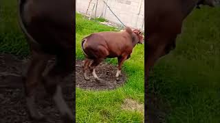 Download lagu adegan berbahaya #kerapansapimadura mp3