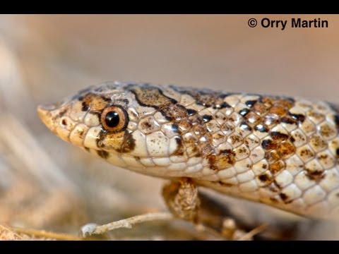 Die furzende Schlange? Westliche Hakennasenschlange
