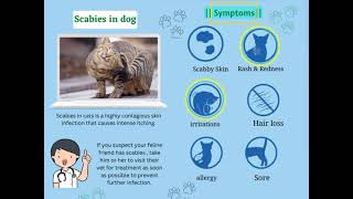 Scabies in cats || Treatment | Prevention |Symptom | Podcast by Doctor of veterinary medicine