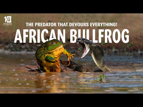 Deadly African Bullfrog - The Predator That Devours Everything | 10 Knowledge Daily