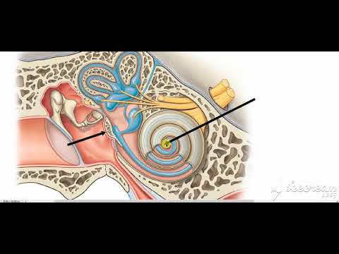 Middle ear boundaries 5