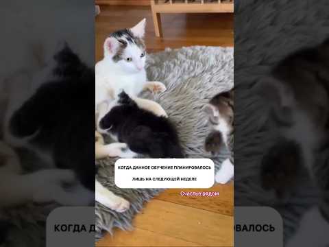 Кошка-мама в шоке #котикиприколы #веселыекоты #котики #прикольныекоты #видосыоткота #cat #котик