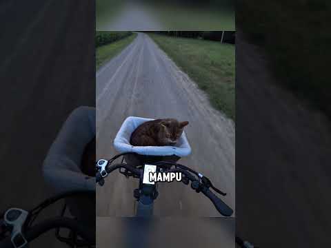 Kucing ini suka bersepeda dengan pemiliknya 😻