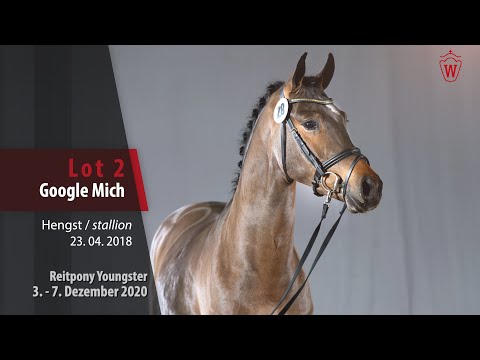 Auktion Reitpony Youngster Lot 2 Google Mich Hengst v. Golden Grey NRW -   Charm of Nibelungen