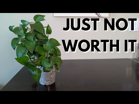 This is why I stopped growing plants on moss poles