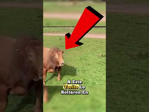 No Creerás Lo Que Hizo El Toro Al Ver A Las Vacas 😍🐄 #shorts #shortsvideo