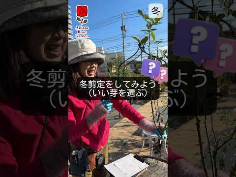 冬に剪定する植物はどれ？ 1月と2月に剪定を好む種  庭園