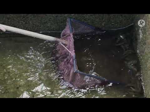 ¿Cómo es la conservación de la trucha extremeña? | La besana en verde