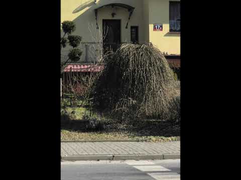 3 03 2021 na Julianowie w Łodzi