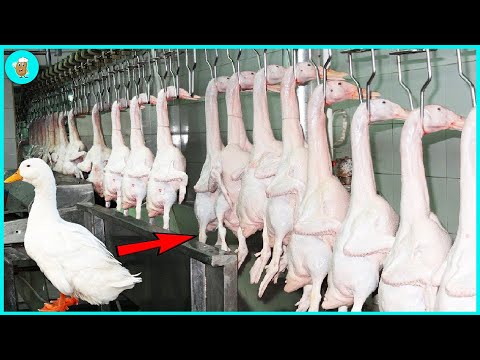 Modern Duck Farm - Modern Duck Meat Processing Machines Automatic That Are At Another Level