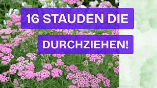 16 Dauerblüher für deinen Traumgarten OHNE Pflegestress!