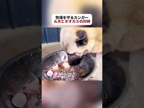 牧場を守るカンガール犬とオオカミの対峙 #牧場 #牧羊犬 #野生動物 #fyp #foryou
