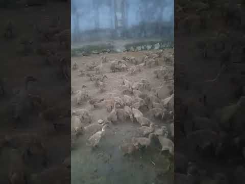 This Is Not Chaos… It’s Baby Ducks 🐥