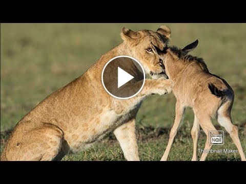 Lion Save Baby Wildebeest After Eating His Mother