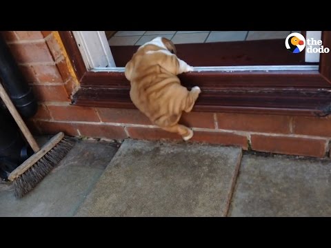 Bulldog Puppy Refuses To Give Up