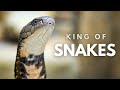 Why The King Cobra Is Unlike Any Other Snake