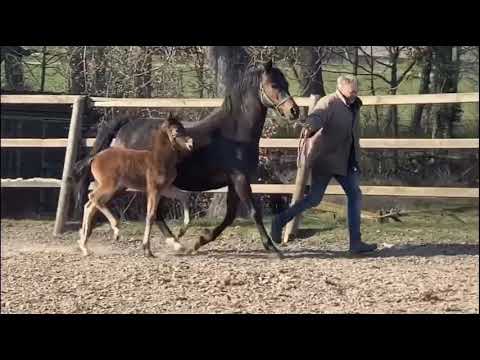 New Chanel RB v. Neverland WE - Chantre B