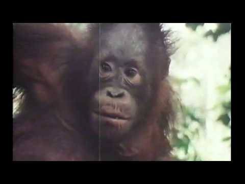 National Geographic: Search for the Great Apes (1975)