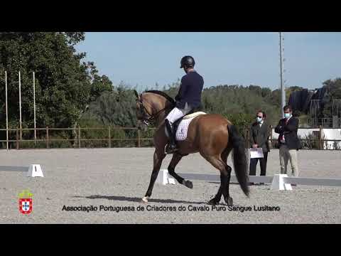 201017 7 Jezuita - Aprovação de Garanhões