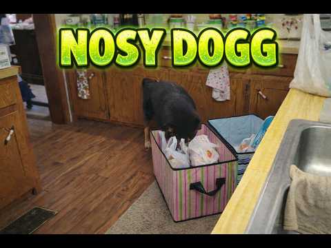 What's Dogg Hunting For in That Basket?