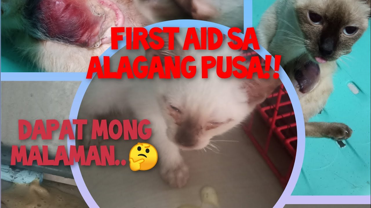 Putar video Gamot sa Nagmumuta, Nagsusuka,Nagtatae,bloated,nanghihina at walang gana kumain🤔#firstaid#herbal sekarang Gamot sa Nagmumuta, Nagsusuka,Nagtatae,bloated,nanghihina at walang gana kumain🤔#firstaid#herbal