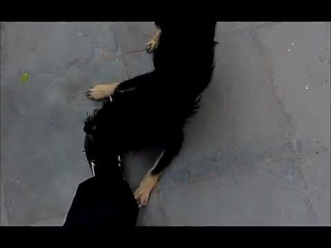 Shaolin Dog - Foot delicious