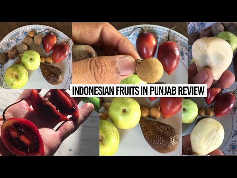 Rare Indonesian Fruits 🔥➡️ LonganTamarillo Langsat & Salak Snake Fruit Review Truly Tropical Punjab🌏