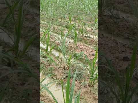 Super napier grass farming video #shorts #grass