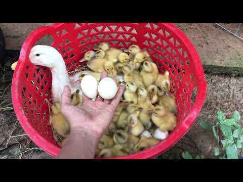 Amazing Pekin Duckling Hatching From Eggs - Nee Baby Duck Born