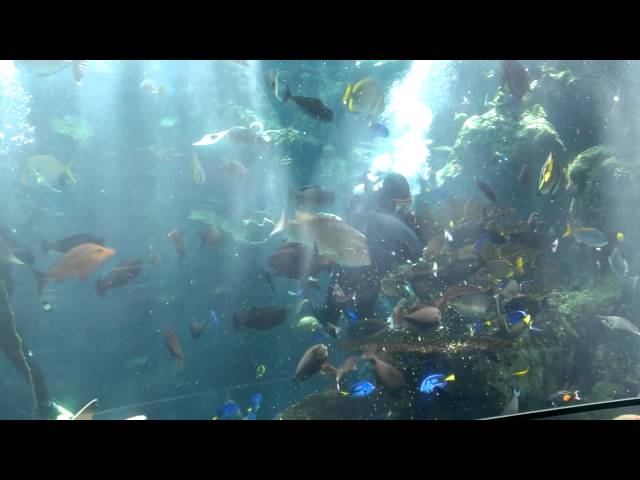 Long Beach Aquarium of the Pacific - Reef Diving