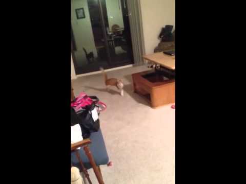 Gato acha que eh cachorro