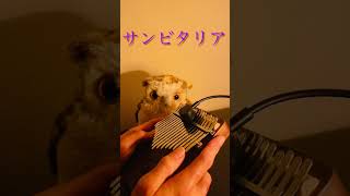 【カリンバ】「サンビタリア」をサビだけ弾いてみた　#shorts