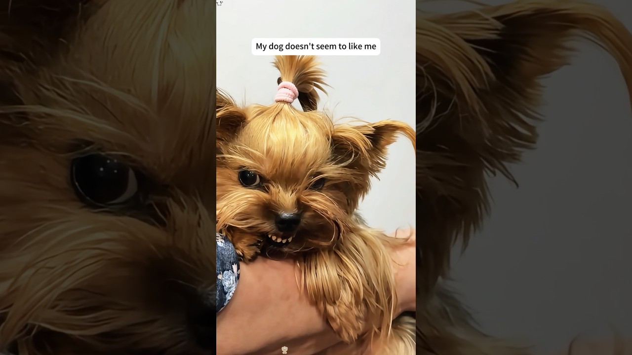 Angry and cute Yorkshire terrier #funny #animalhumor #youtube #pets #animals #funnyanimal #dog