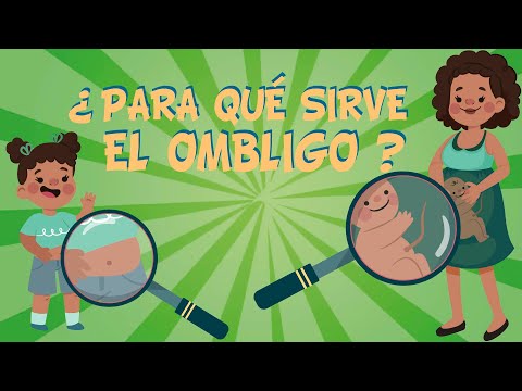 ¿POR QUÉ TENEMOS OMBLIGO? ¿PARA QUÉ SIRVE? | Vídeos Educativos para Niños