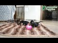 Miniature Dachshund dogs for sale: Tori - Video 1