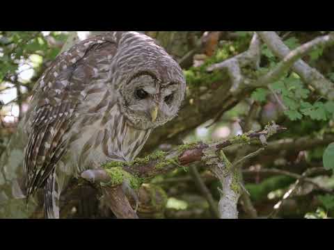 Barred Owl has a patient stare