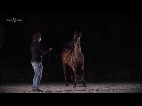 ⚜️ LEHON ⚜️⁣ (FA EL RASHEEM x ARAGIA VANILLA), 2020 Colt