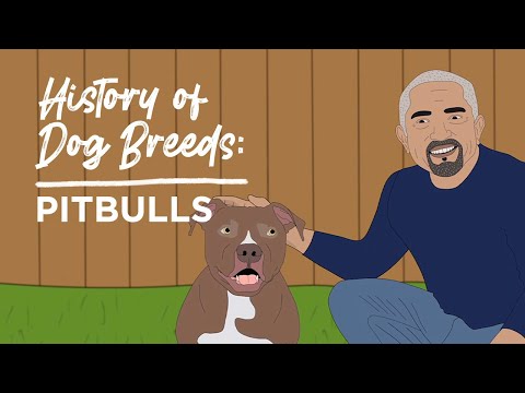 History of Dog Breeds: Pitbulls