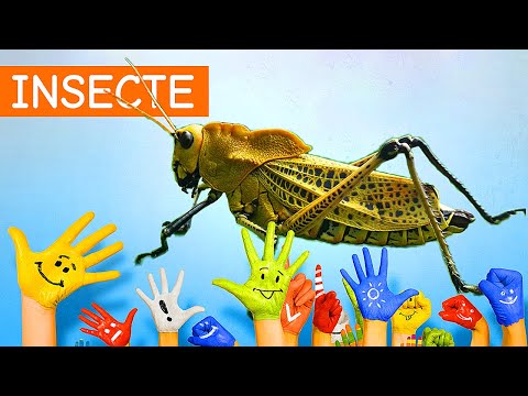 Recunoașterea insectelor