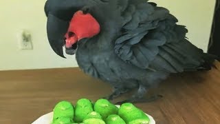 Cockatoo doesn't like the Peeps candy