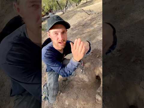 Catching Pocket Gophers! #trapping #gopher #howto #pest #pestcontrol #gardeningtips #gardenpest