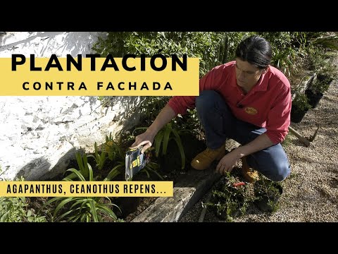 , title : 'PLANTACIÓN contra fachada de jacintos, Agapanthus y Ceanothus thyrsiflorus Repens  - Jardinatis'