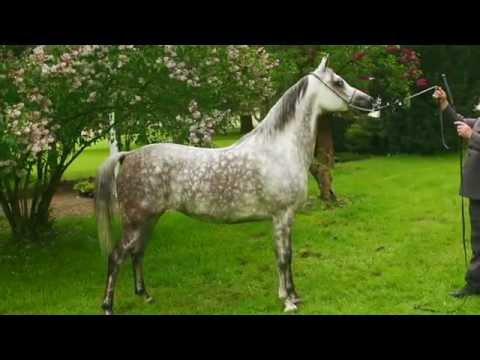 Pride Of Poland 2016 - Euskaria