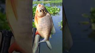Download lagu mancing ikan bawal liar ‼️ fishing videos mp3 Download lagu mancing ikan bawal liar ‼️ fishing videos mp3