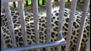 preview picture of video 'Leopard Study in Tanzania 02'