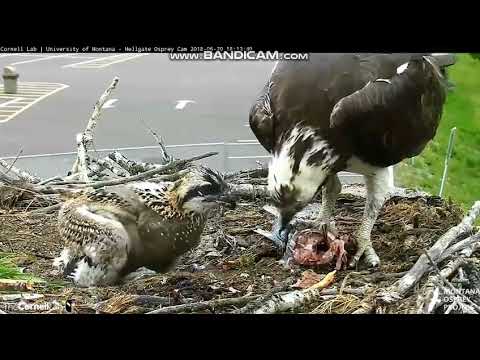 Hellgate Osprey, MT - Iris' HUGE fish part4 w/human visitor - SA 6/30/18